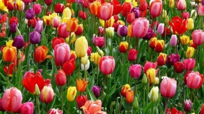 Bật mí ý nghĩa từng màu của hoa tulip