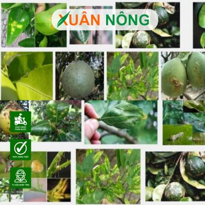 Kỹ thuật phòng trừ sâu bệnh cho cây ăn trái hiệu quả