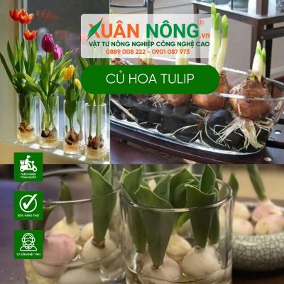 Cách trồng củ hoa tulip bằng nước đơn giản tại nhà