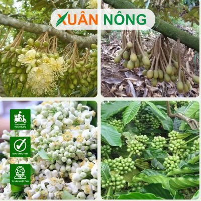 Cách bón phân định kỳ giúp cây ăn trái ra hoa đều
