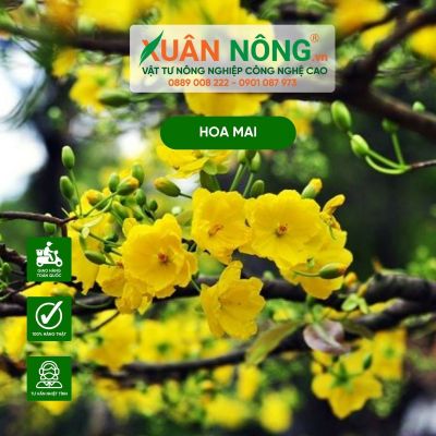 Cách trồng mai con mới mua về hiệu quả, đơn giản