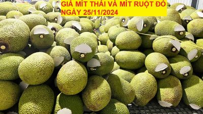 GIÁ MÍT THÁI VÀ MÍT RUỘT ĐỎ HÔM NAY NGÀY 25/11/2024