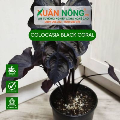 Colocasia Black Coral trồng bằng phương pháp hiện đại hiệu quả cao