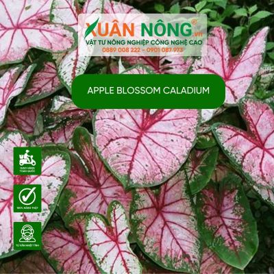 Bí kíp trồng và chăm sóc cây Apple Blossom Caladium tuyệt đẹp