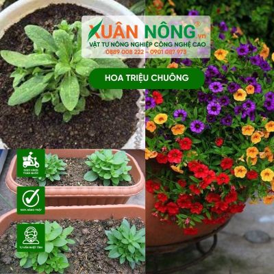 Cách trồng hoa triệu chuông bằng hạt hiệu quả cao