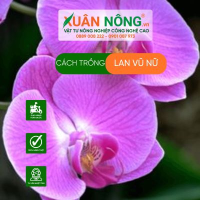 Cách trồng lan vũ nữ năng suất cao