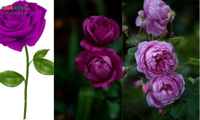Ý nghĩa, cách trồng và chăm sóc hoa hồng tím