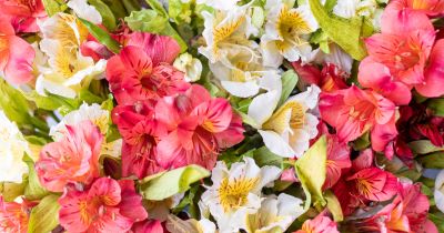 Các loại hoa ly đẹp và phổ biến trên thị trường