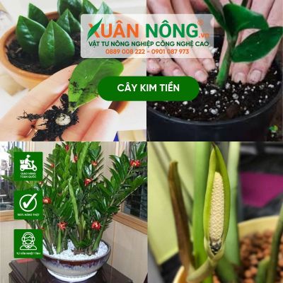 Ý nghĩa phong thủy, cách trồng, chăm sóc cây kim tiền to