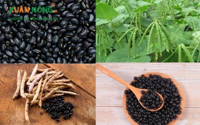 Giá trị dinh dưỡng và cách sử dụng cây đậu đen