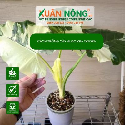 Hướng dẫn cách trồng và chăm sóc cây Alocasia odora chi tiết