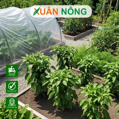 Phòng nấm bệnh khi trồng rau tại nhà mùa mưa