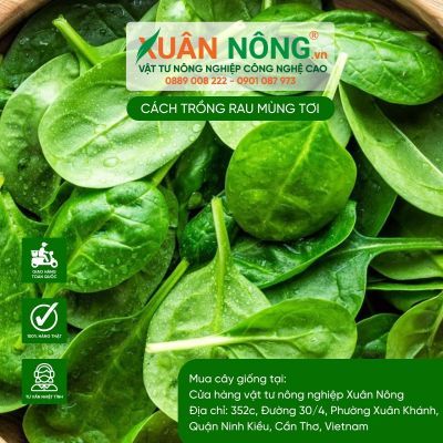 Cách trồng rau mồng tơi cực đơn giản