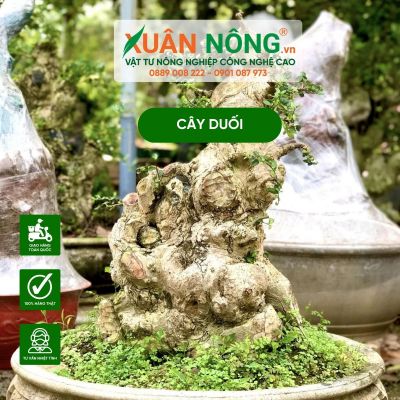 Cách trồng và chăm sóc cây duối mới đào hiệu quả cao