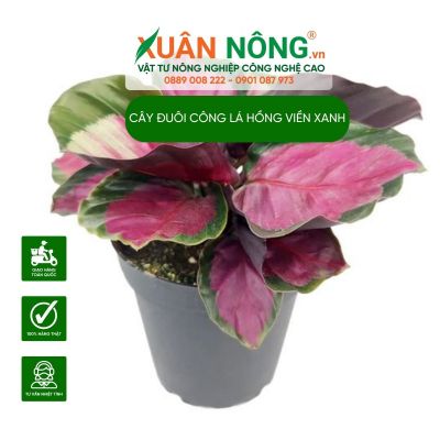 Cách trồng cây đuôi công lá hồng viền xanh (Calathea Roseopicta Rosey)