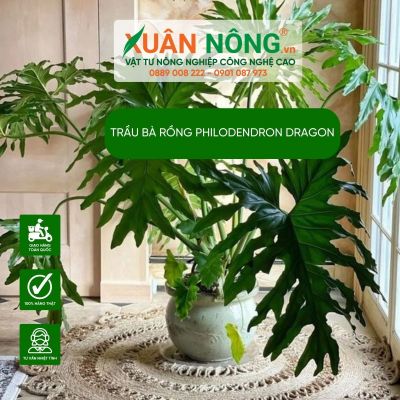 Trầu bà rồng Philodendron Dragon: Đặc điểm, cách trồng và chăm sóc