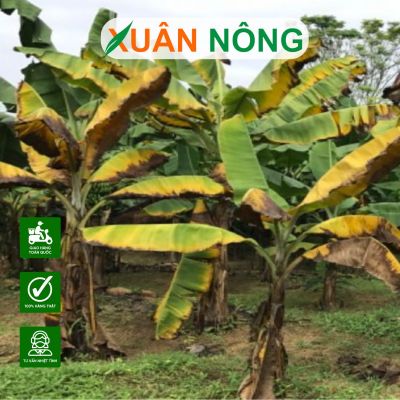 Cách xử lý vàng lá, thối rễ trên chuối tiêu hiệu quả