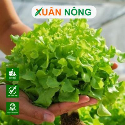 Làm nông nghiệp sạch bắt đầu từ đâu? Hướng đi bền vững