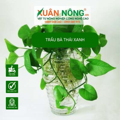 Bí quyết chăm sóc trầu bà thái xanh luôn bền đẹp