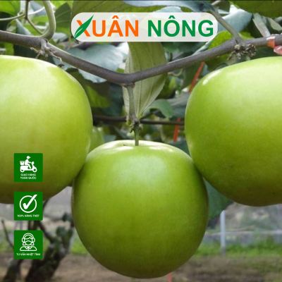 Cây táo Đài Loan: Đặc điểm, công dụng và cách chăm sóc