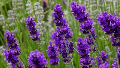 Khám phá sức hút kì diệu của Lavender