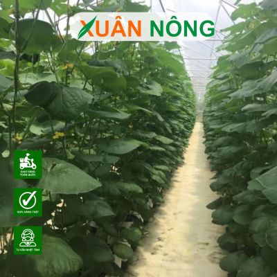 Kinh nghiệm trồng dưa lưới trong nhà màng năng suất 60 tấn/ha