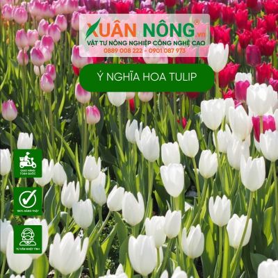 Ý nghĩa hoa tulip theo từng màu sắc khác nhau