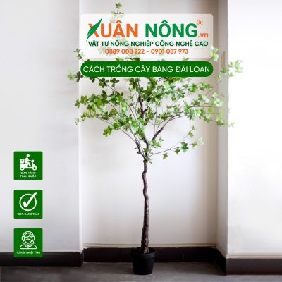 Cách trồng và chăm sóc cây Bàng Đài Loan xanh tốt