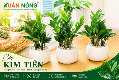 C&acirc;y Kim Tiền: &Yacute; Nghĩa, C&aacute;ch Trồng V&agrave; Chăm S&oacute;c Xanh Tốt