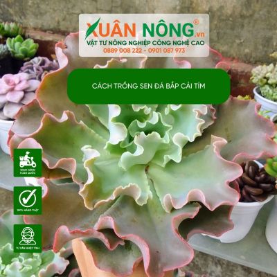 Sen đá bắp cải tím-loài cây mọng nước với hình dáng độc đáo