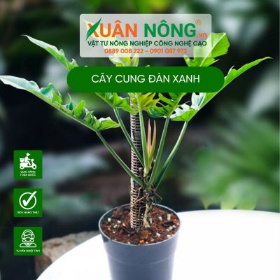 Đặc điểm, cách trồng và chăm sóc cây Cung Đàn Xanh