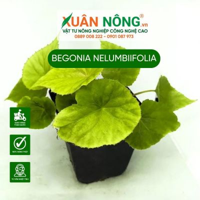 Bí quyết chăm sóc cây Begonia nelumbiifolia sau nhiều lần thất bại