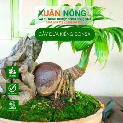 Cây dừa kiểng bonsai: Đặc điểm, ý nghĩa, cách trồng