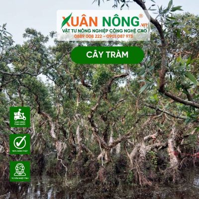 Cây tràm: Đặc điểm, công dụng và cách trồng rừng tràm