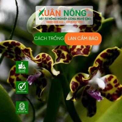 Cách trồng lan cẩm báo năng suất cao