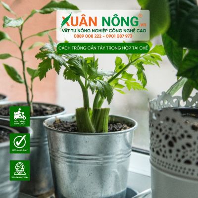 Trồng cần tây trong hộp tái chế siêu dễ tại nhà