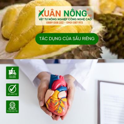 10 Tác dụng tuyệt vời của sầu riêng đối với sức khỏe