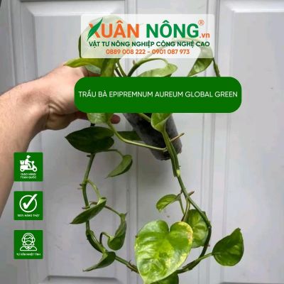 Cách trồng và chăm sóc cây trầu bà Epipremnum aureum Global Green