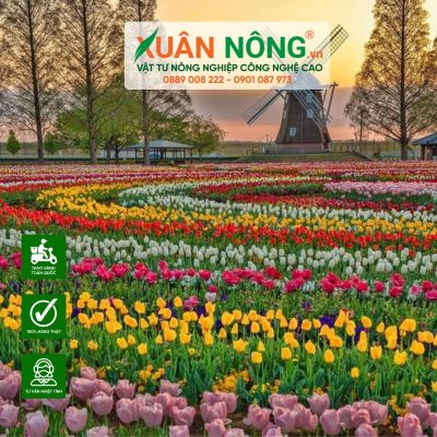 Top 5 loại phân bón hữu cơ thích hợp cho hoa tulip