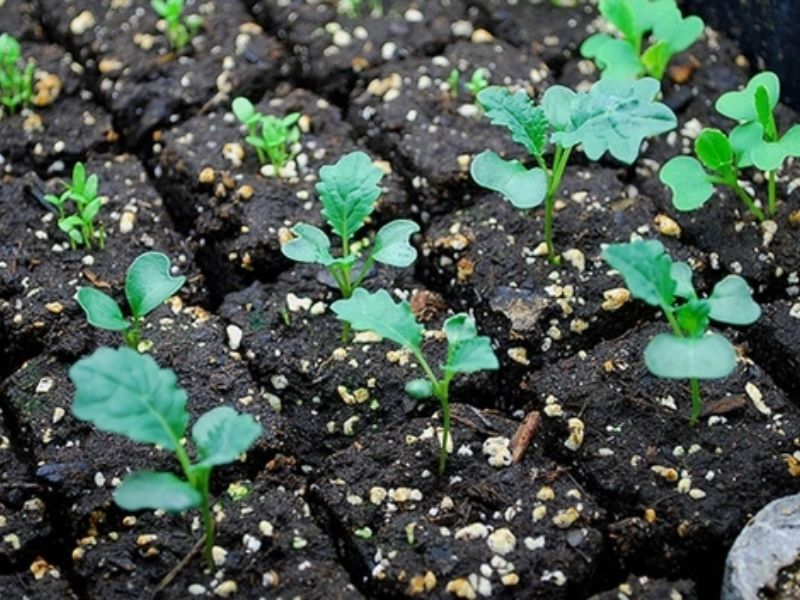 Những loại hạt giống rau đang được trồng phổ biến hiện nay