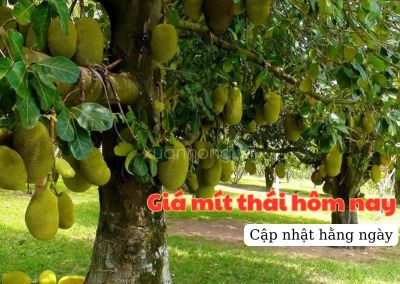 Giá mít thái hôm nay ngày 20/06/2024