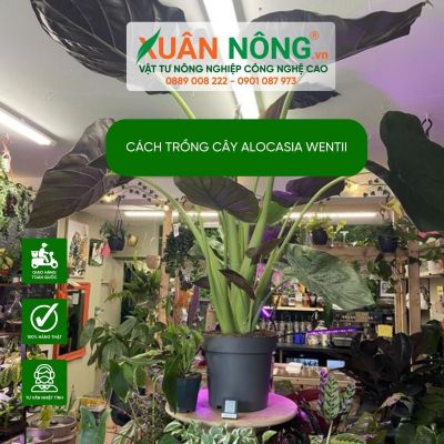 Kinh nghiệm vượt qua nỗi sợ chăm sóc cây Alocasia wentii